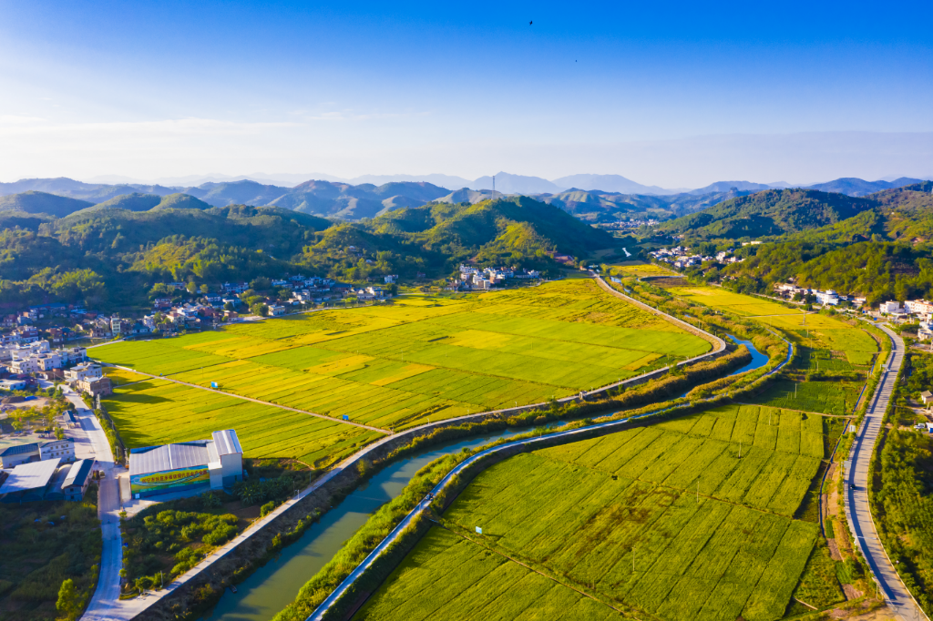 《丝苗米产业基地》——张文煌摄.jpg