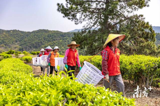 环球国际官网
合水镇铁山茶场春茶开采。袁群华 摄